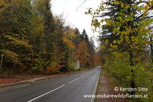 Mehr über den Artikel erfahren Herbstimpressionen vom Attersee