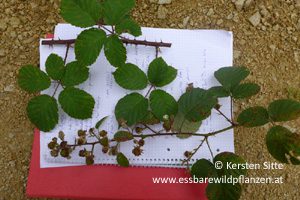Mehr über den Artikel erfahren Brombeerworkshop NÖ 2016