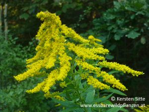 Mehr über den Artikel erfahren Essbare Wildpflanzen Bestimmungen 24.+25.9.2016, Mauerbach