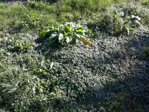 Mehr über den Artikel erfahren Essbare Wildpflanzen in meinem Garten – 2