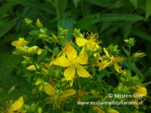 Mehr über den Artikel erfahren Essbarer Wildpflanzenspaziergang 2. Juli 2016, Wien