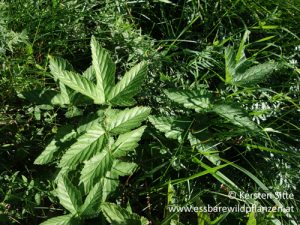 Mehr über den Artikel erfahren Essbare Wildpflanzen in meinem Garten – 3