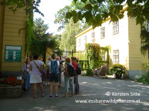 Mehr über den Artikel erfahren Essbare Wildpflanzen bestimmen am 03. September 2016, Wien