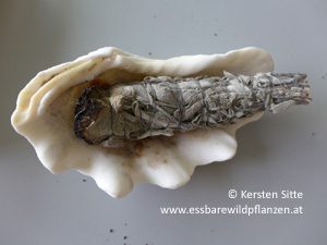 Mehr über den Artikel erfahren Kräuterpädagogik-Lehrgang: Wildobst, Räucherzigarre