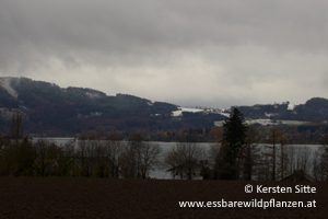 Mehr über den Artikel erfahren Novemberstimmung am Attersee