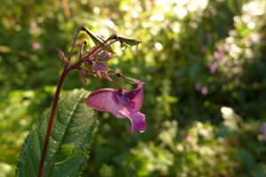 Mehr über den Artikel erfahren Essbarer Wildpflanzenspaziergang 3. September 2016, Wien