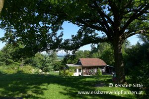 Mehr über den Artikel erfahren Essbare Wildpflanzen Erkennung auf der Steinleitn Alm
